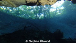 The world beyond - a cenote's view by Stephan Attwood 